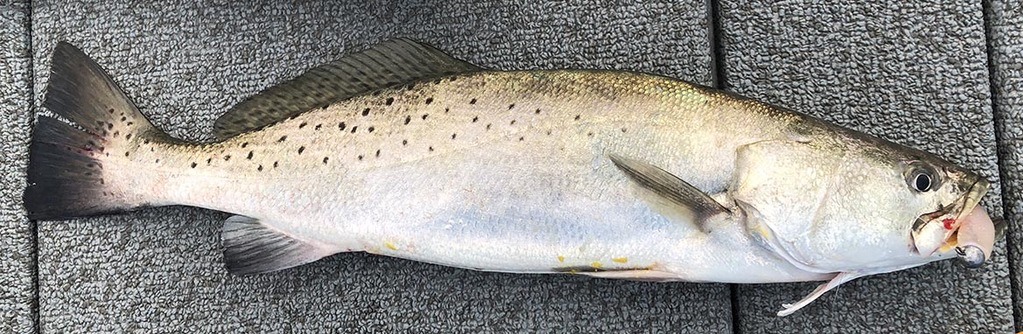 7-30-18-hopedale-trout