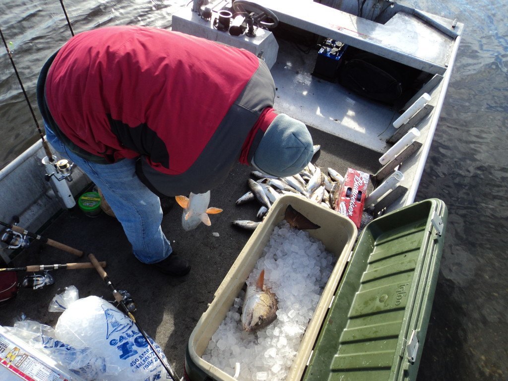 These trout and redfish were caught before 8am in the morning on a very cold December morning.