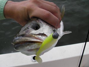 Speckled Trout caught on a Matrix Shad with jighead
