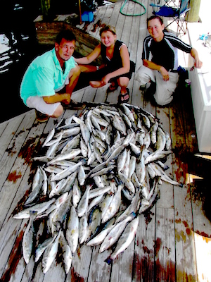 100 hundred speckled trout 100 hundred speckled trout small