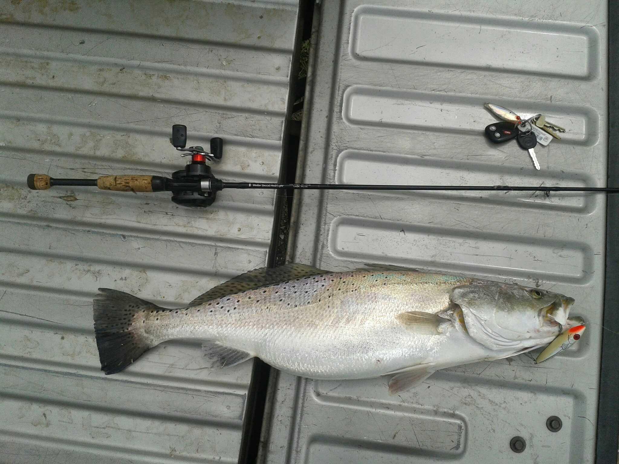 11lb speckled trout gator trout big speck texas louisiana florida gulf coast saltwater marsh inshore fishing fish baitcaster