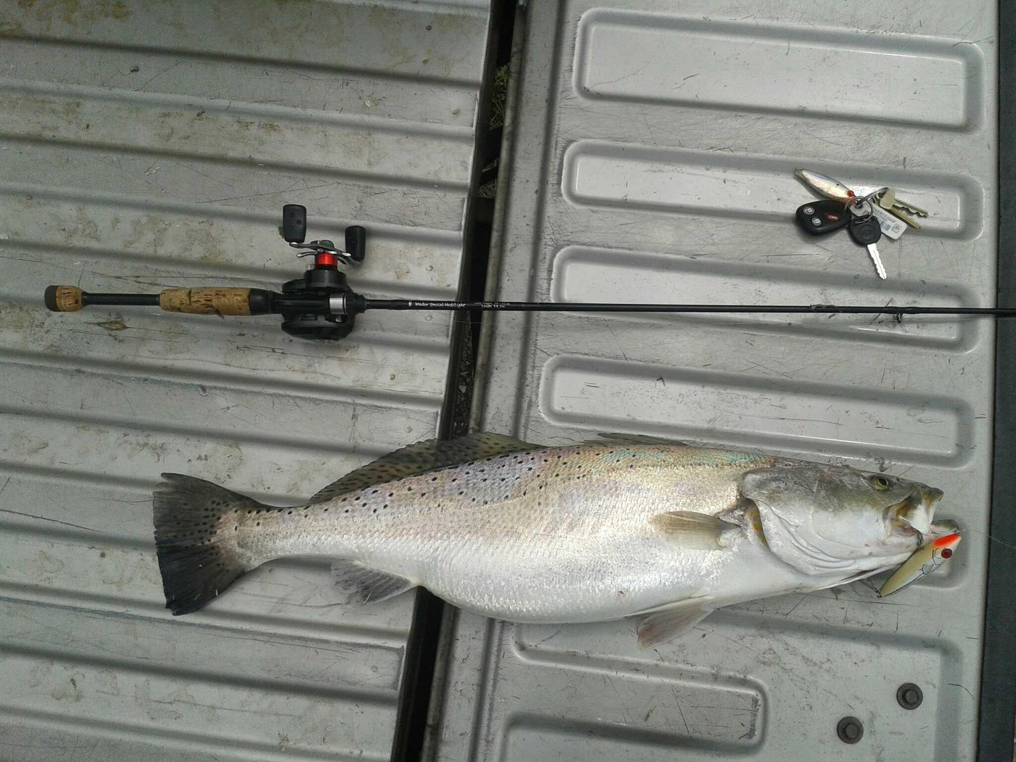 11lb speckled trout 11lb speckled trout gator trout big speck texas louisiana florida gulf coast saltwater marsh inshore fishing fish baitcaster