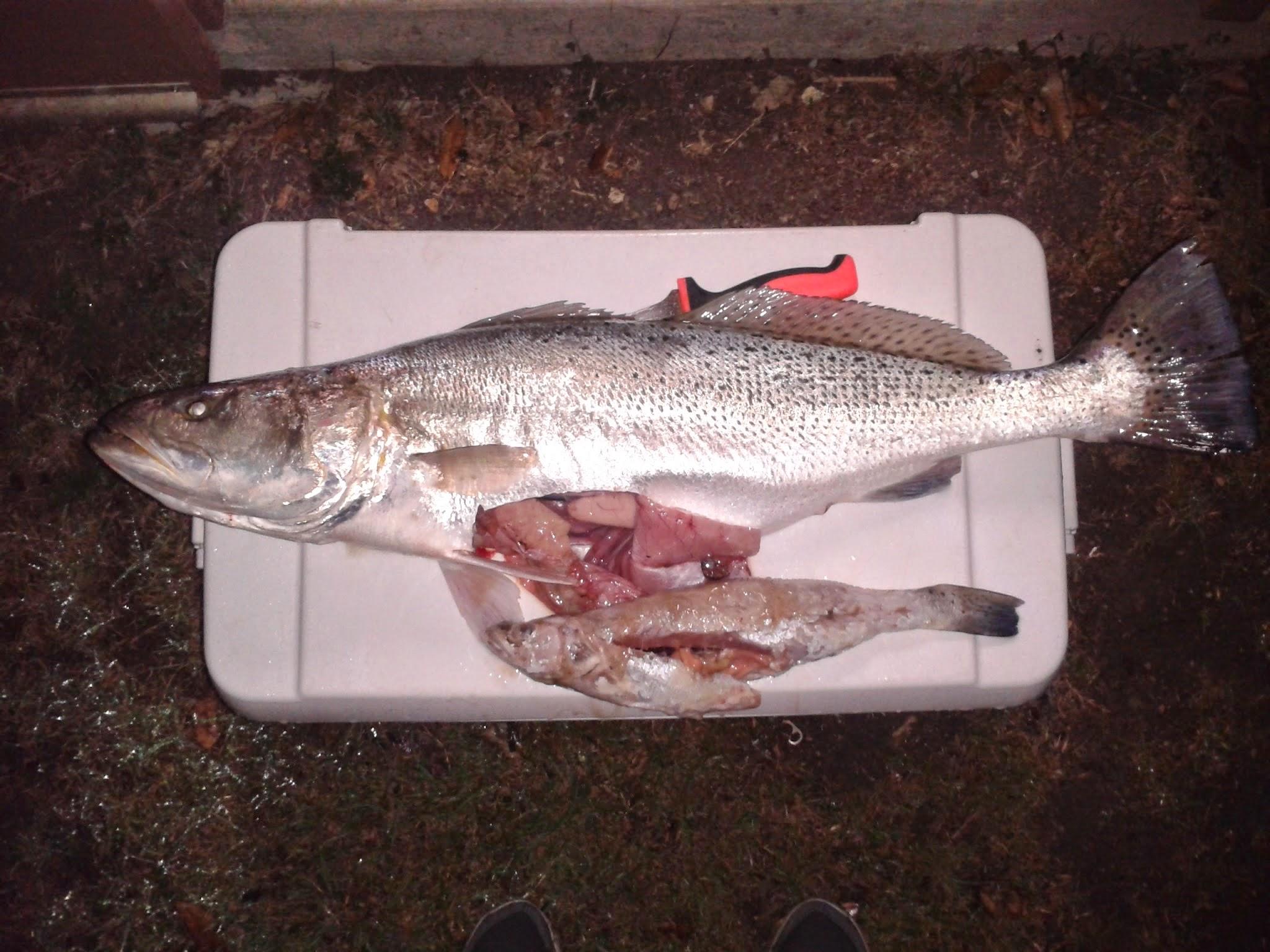 15 inch speckled trout inside 11lb speckled trout speckled trout specks gator trout spotted seatrout texas louisiana florida gulf coast saltwater inshore fishing