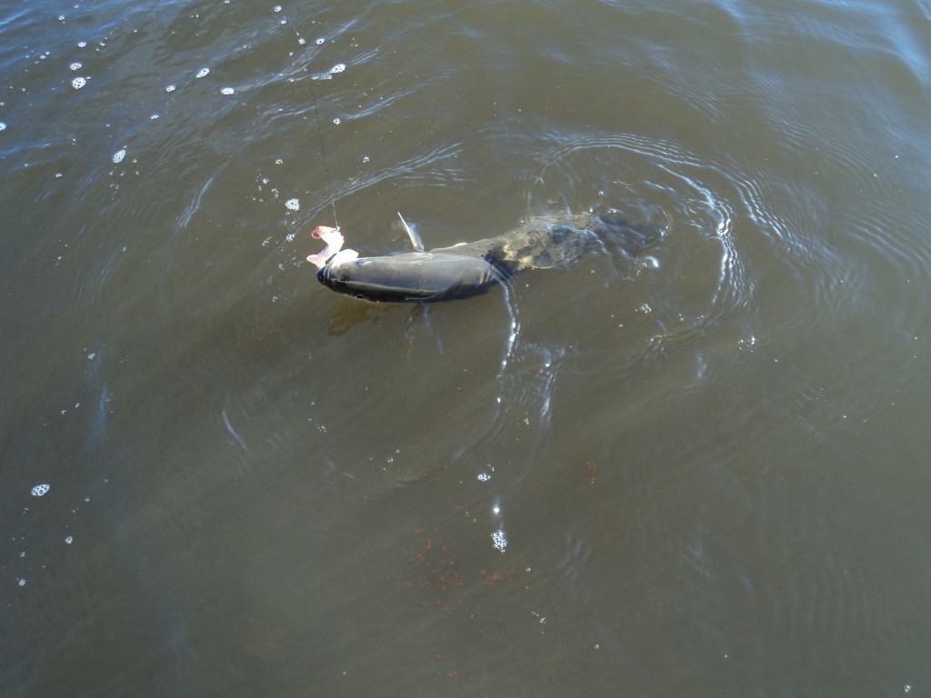 Trout in Clean Salty Water clean salty water trout