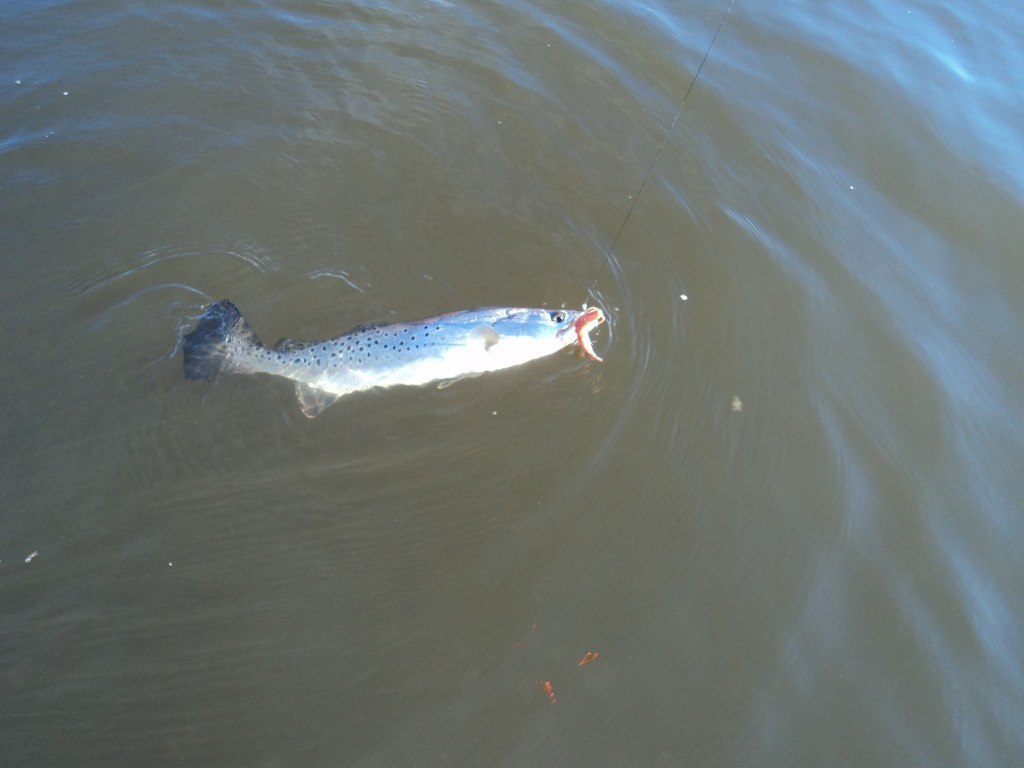Speckled Trout in Clean Water speckled trout salt water clean