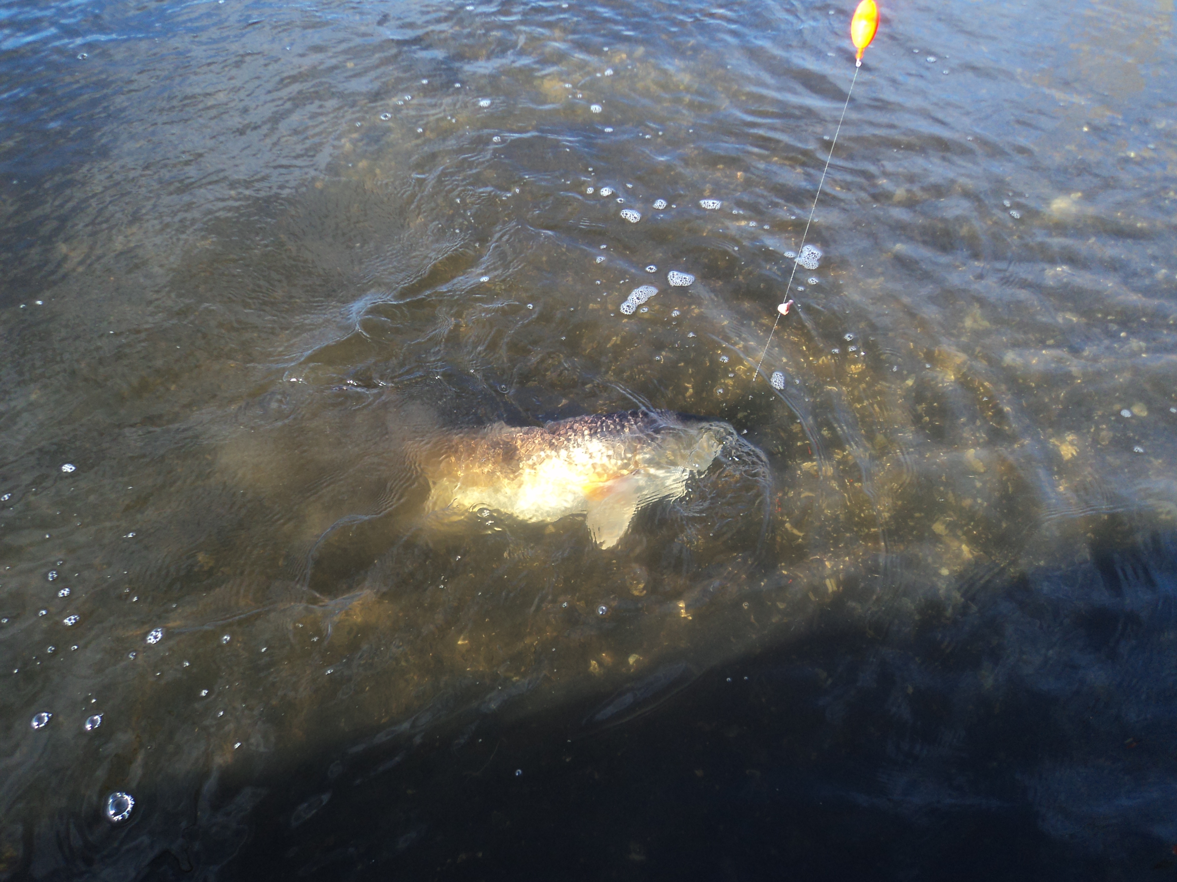 redfish red drum oyster bed reef clean clear water