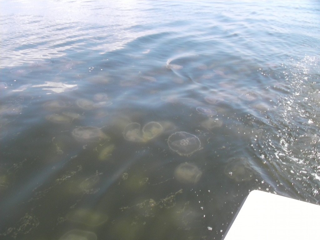Breton Sound Jellyfish clear water