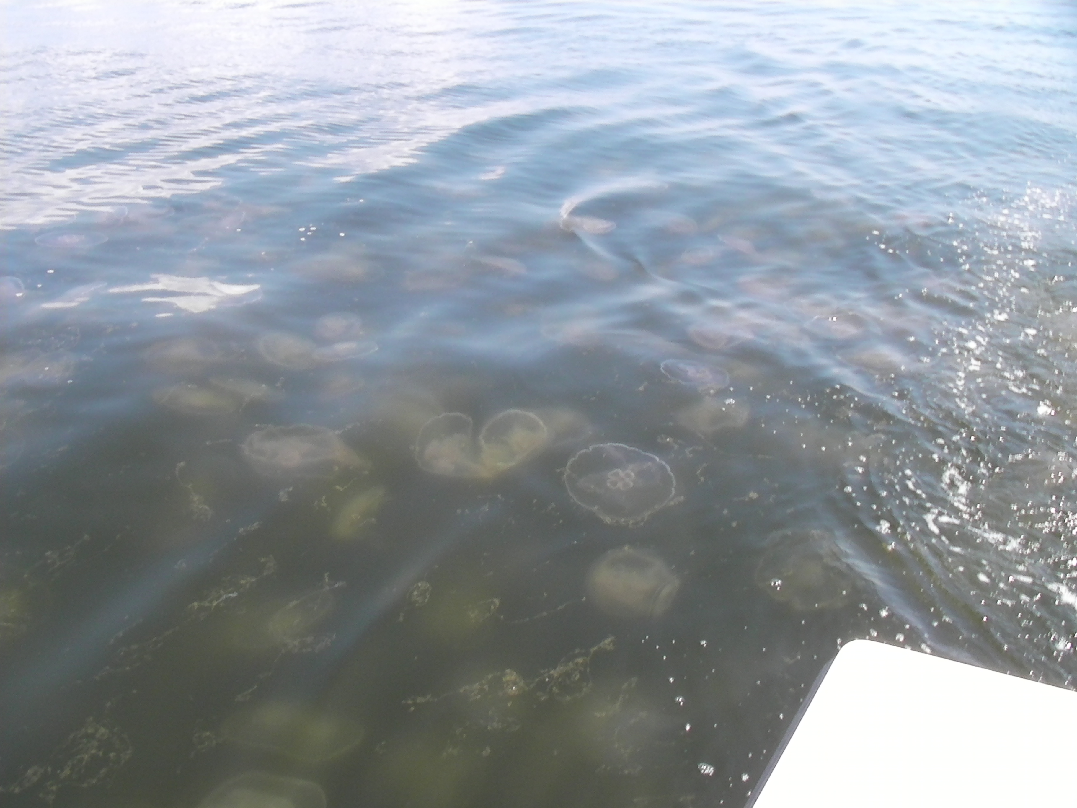 clear water jellyfish breton sound