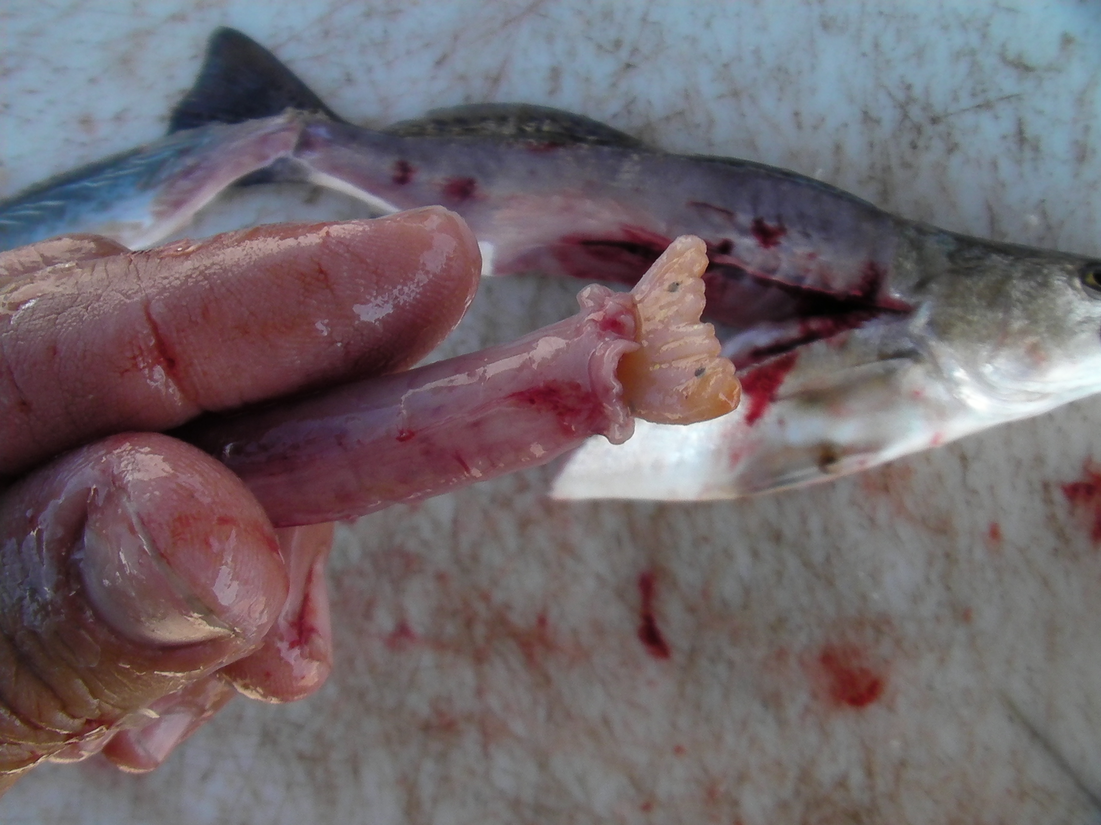 Berkley Gulp Shrimp Trout Stomach