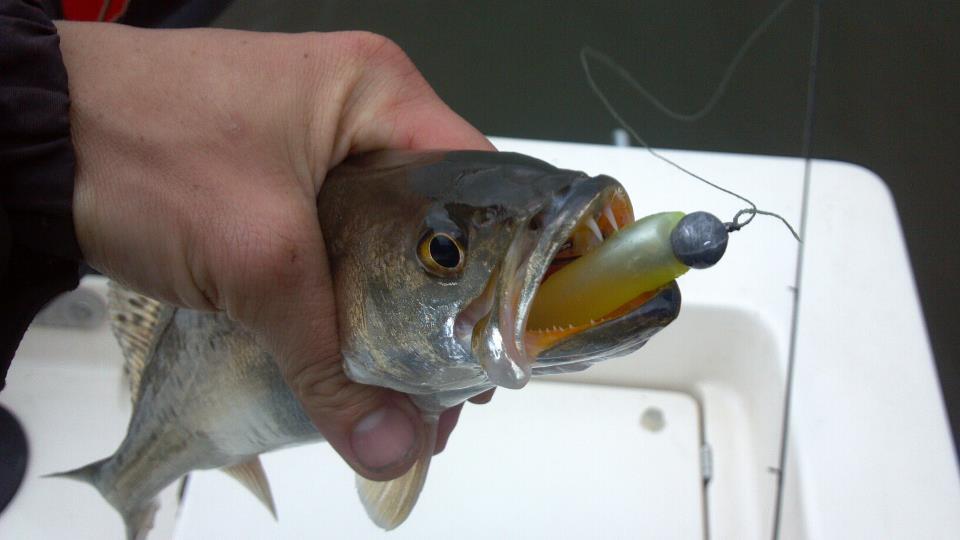 Speckled Trout on PowerPro Fishing Line