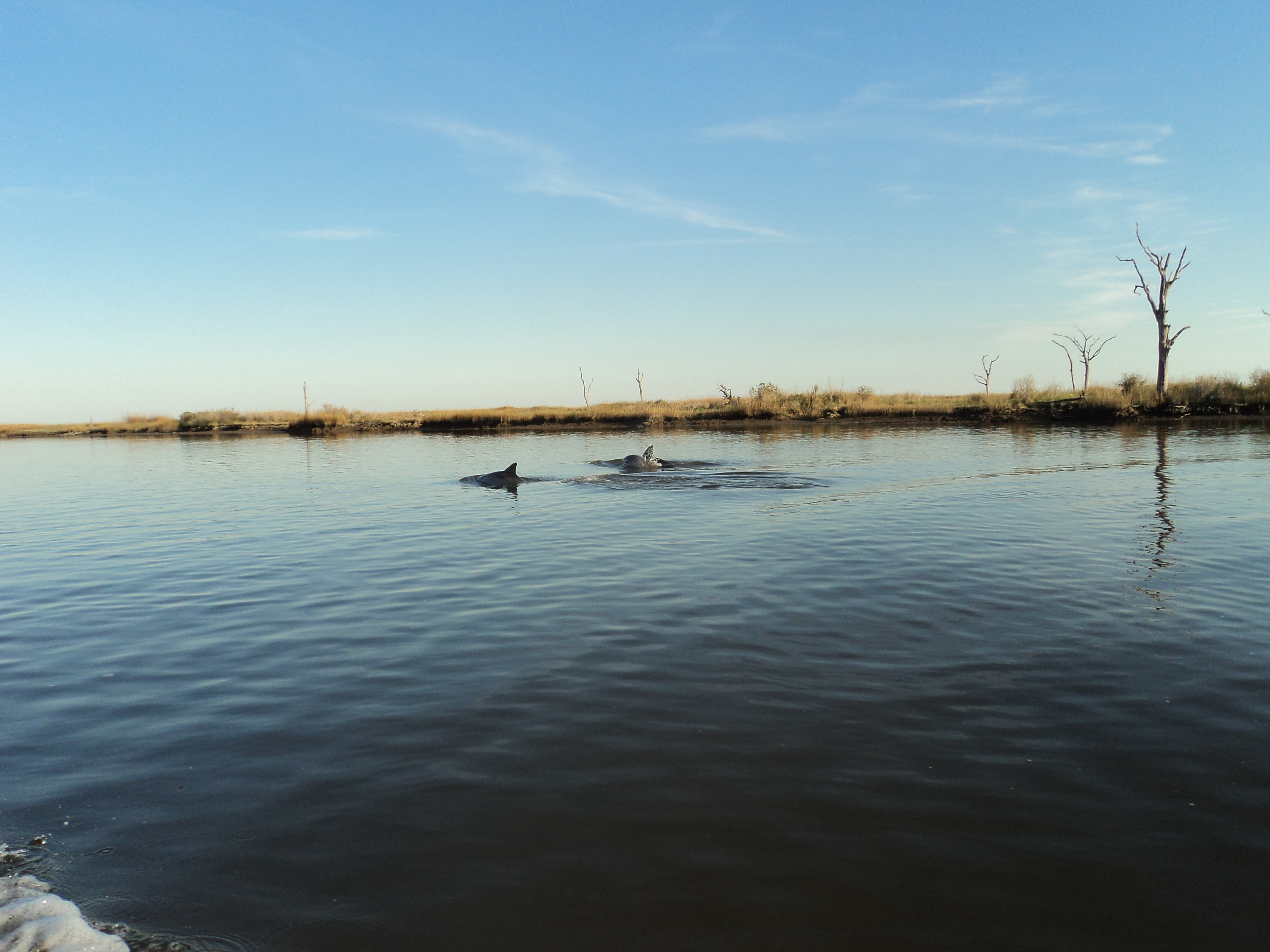 dolphins hopedale porpoise