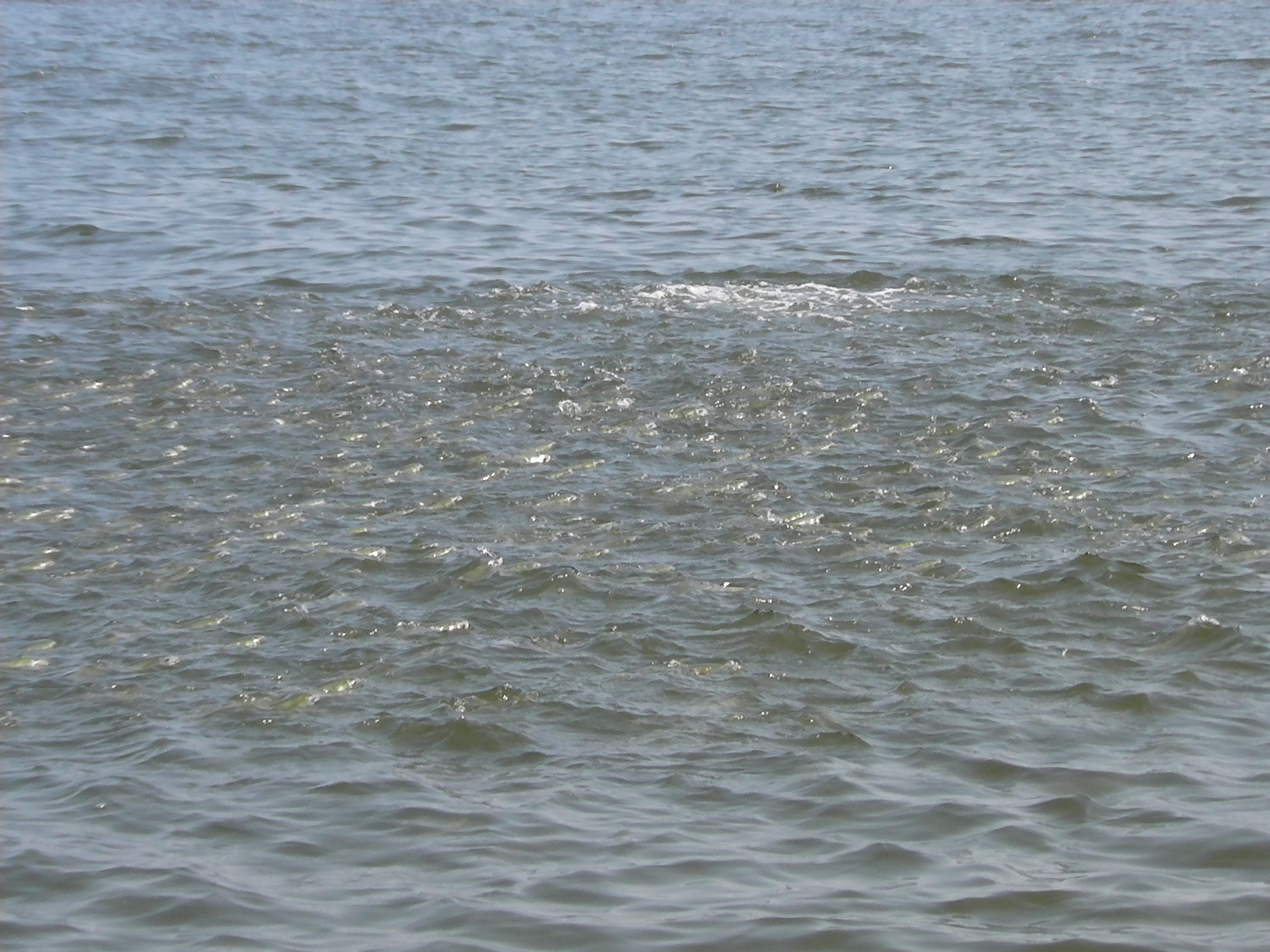 school of mullet breton sound bait fish hopedale