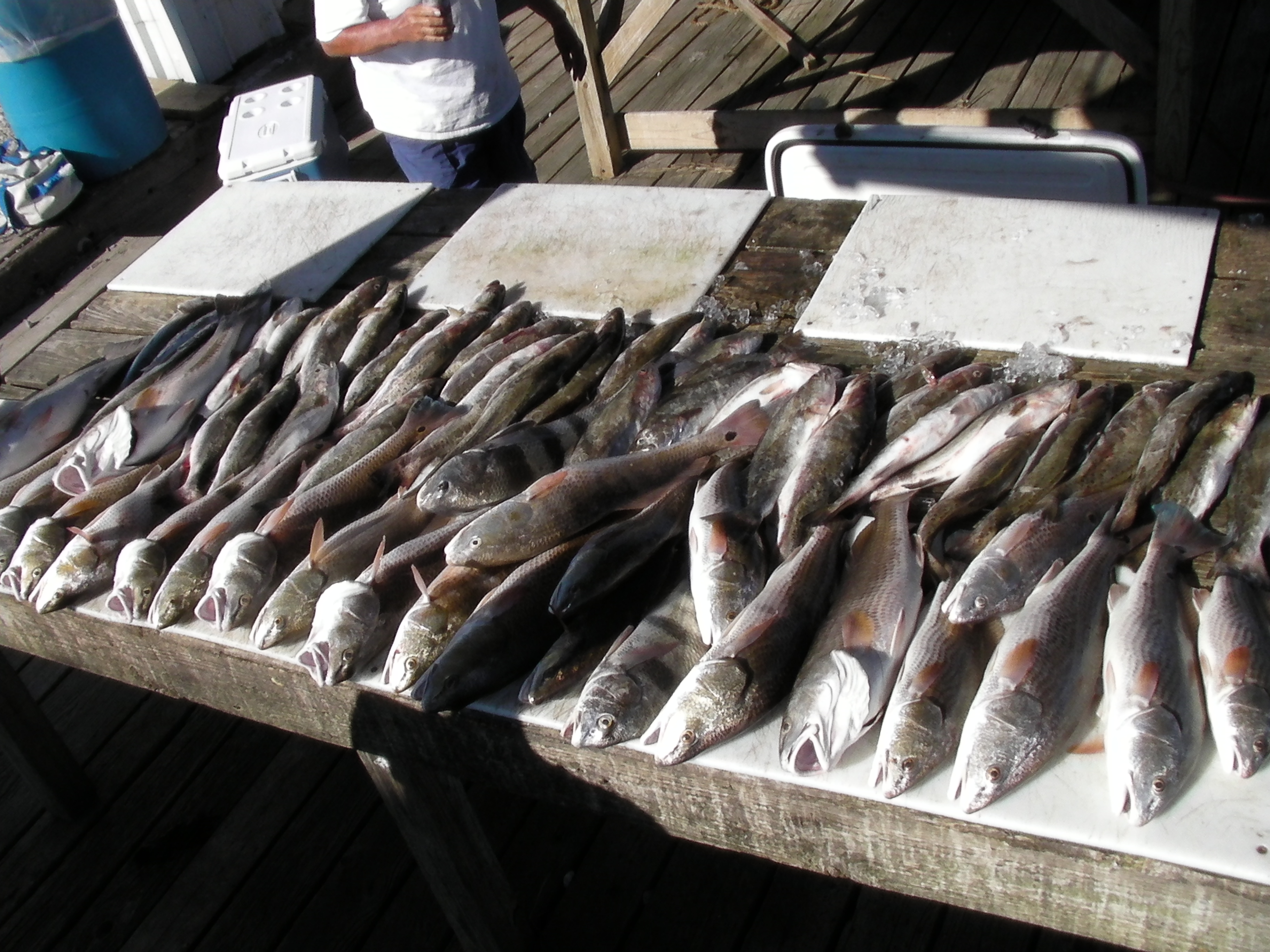 redfish speckled trout