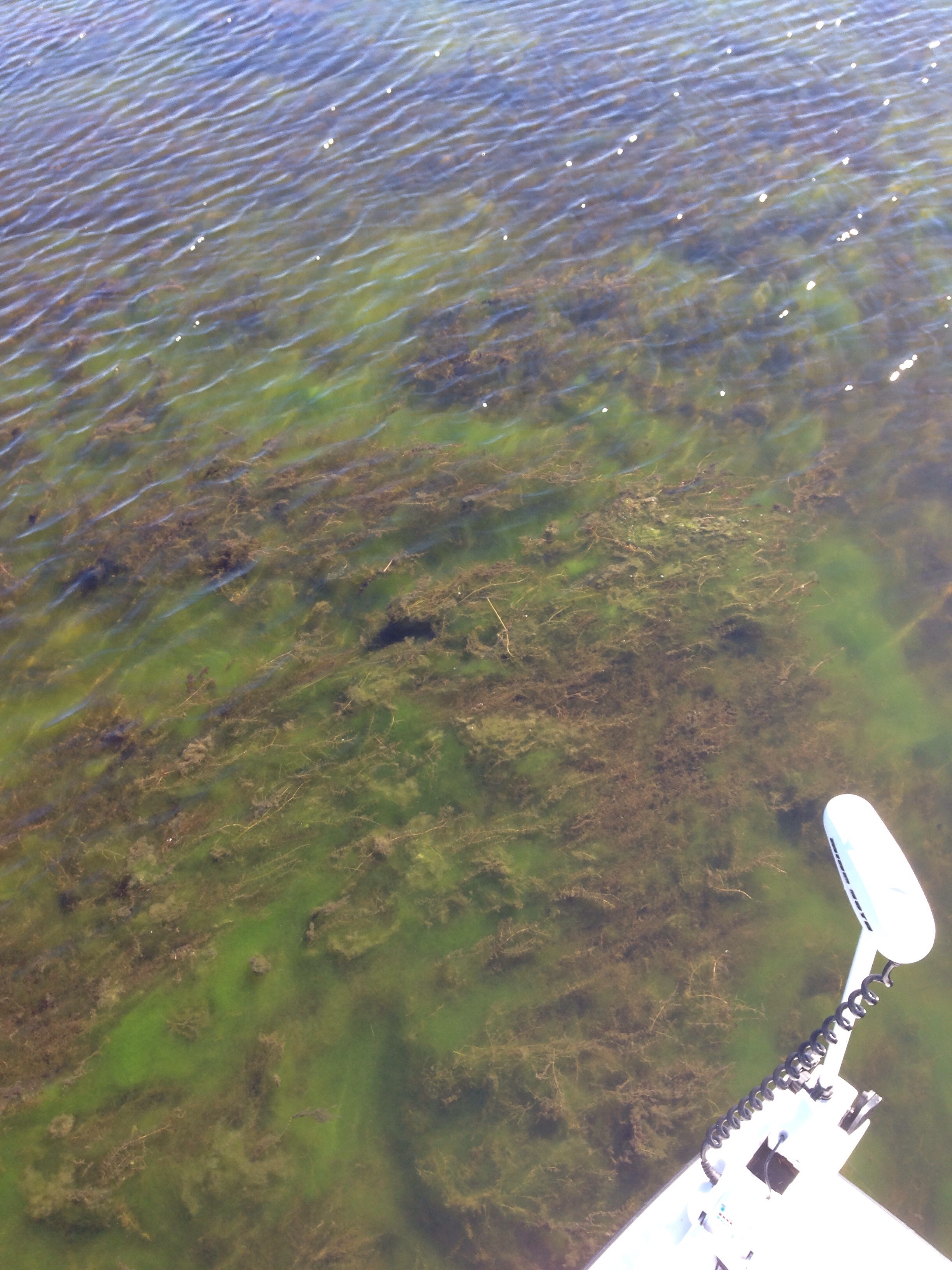 Clear Redfish Pond in Delacroix water clarity