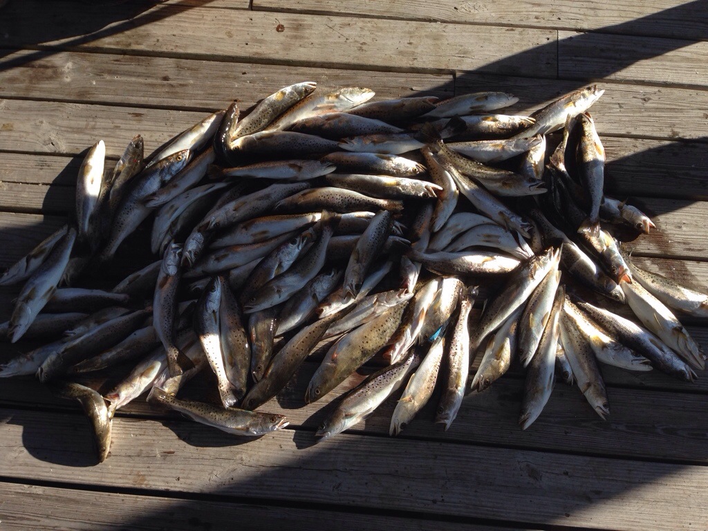 Dock Shot of Speckled Trout speckled trout dock shot box shot