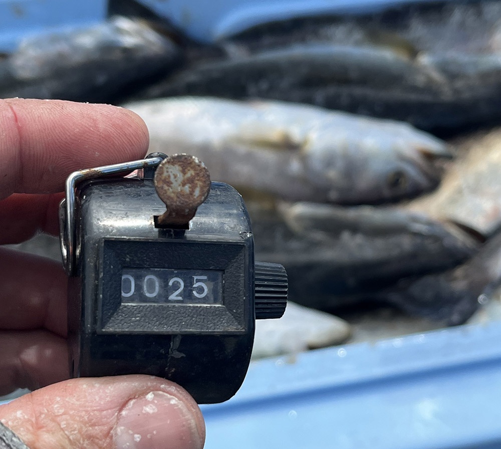 25 speckled trout limit clicker louisiana