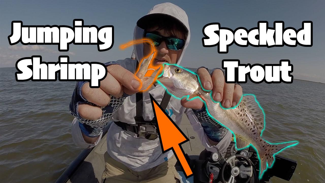 jumping shrimp speckled trout