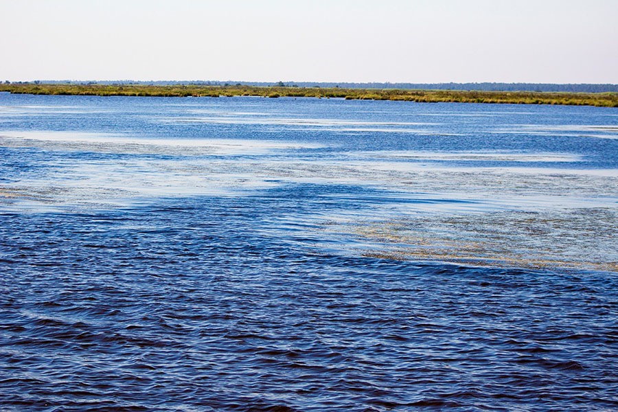 aquatic grass in redfish pond