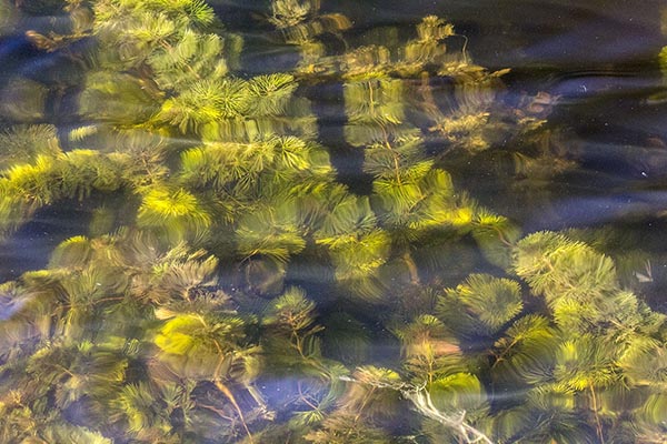 Aquatic Grass