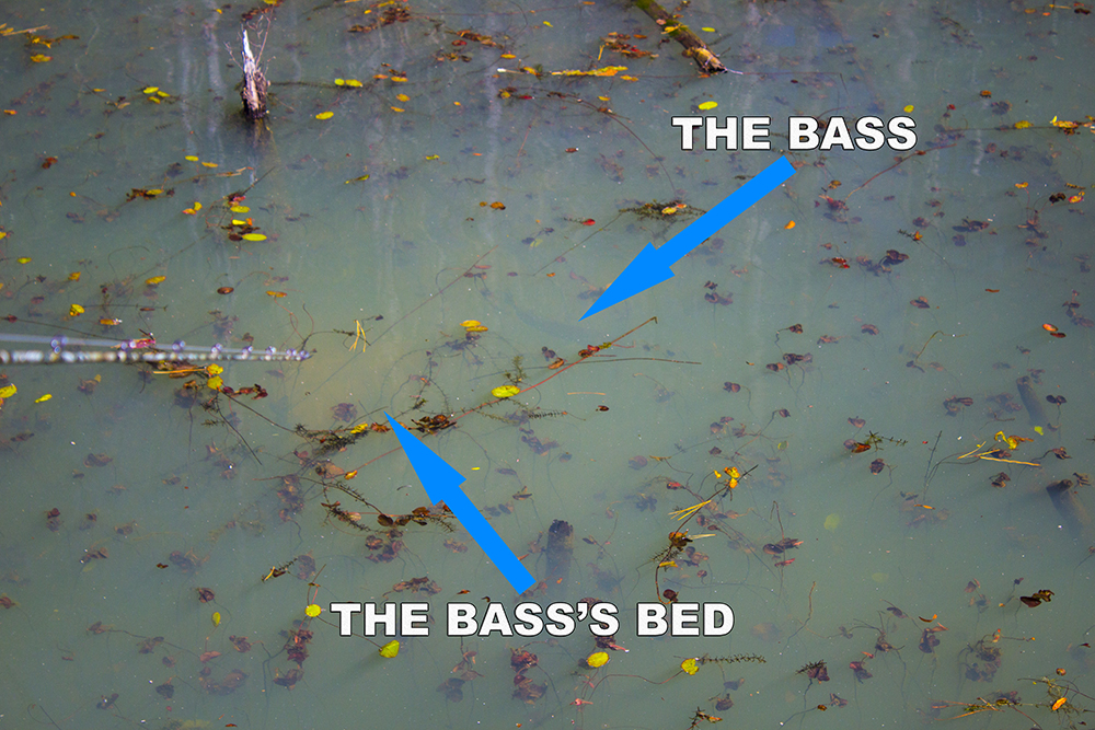 bass spawning bed polarized sunglasses breakline zeiss