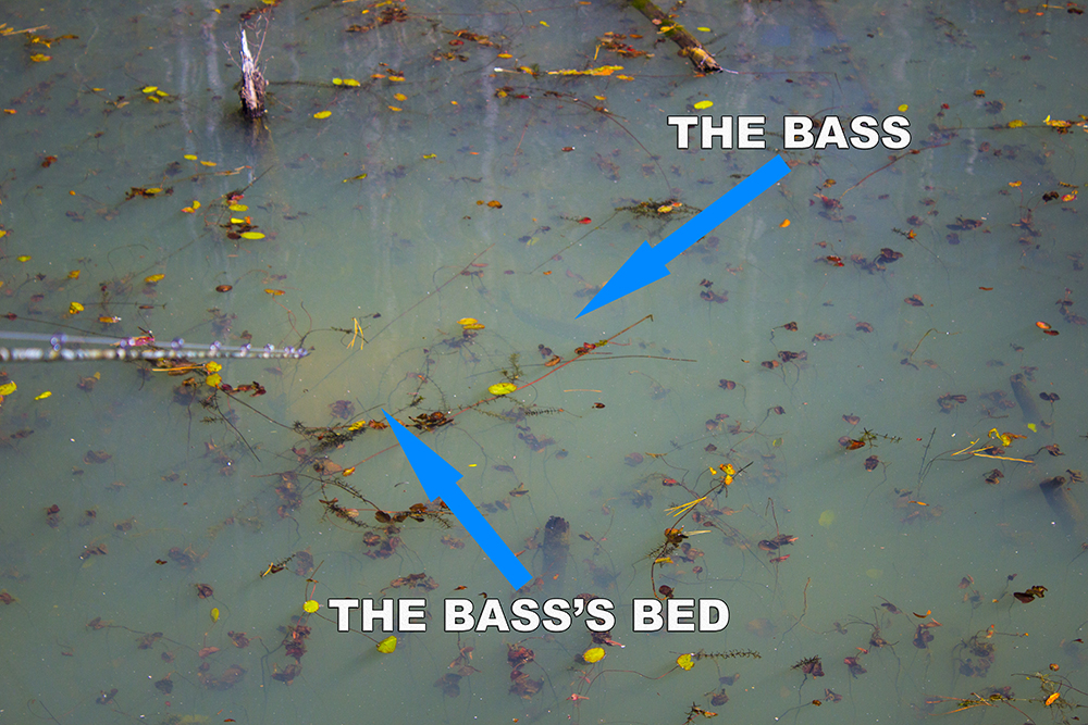 Bass Spawning Bed Polarized Lens bass spawning bed polarized sunglasses breakline zeiss