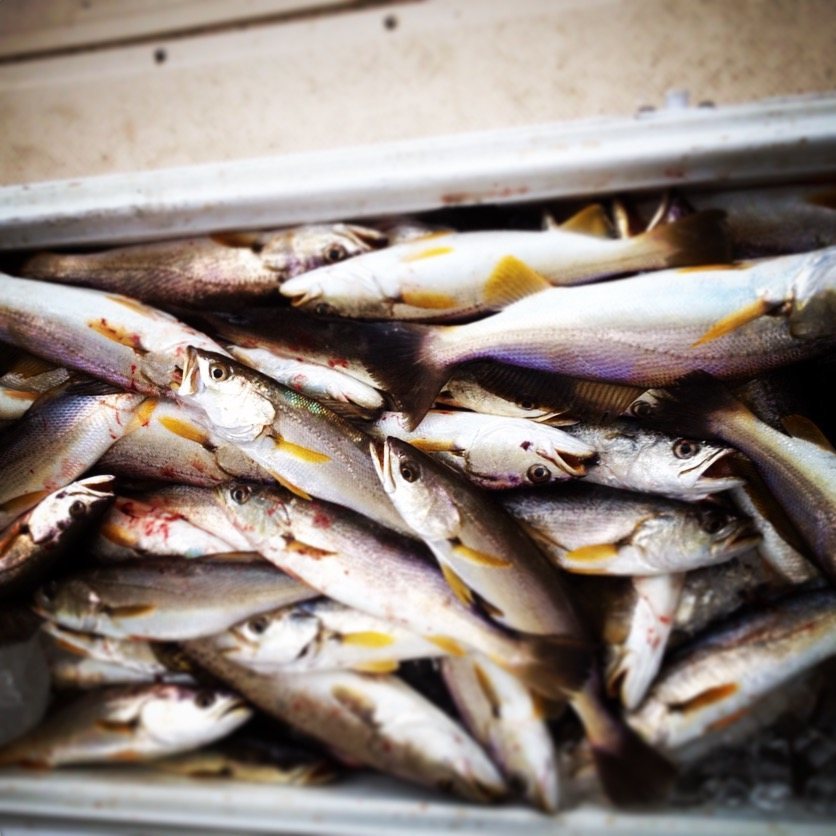 Box full of speckled and white trout