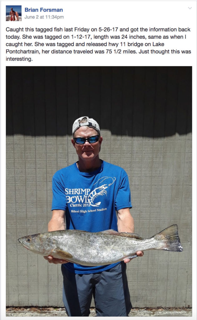 Brian Forsman Speckled Trout Recapture