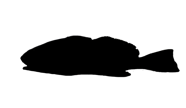 Croaker Fish Profile