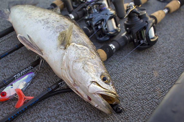 Daiwa Tatula 100 and Saltist 66MLXB Daiwa Tatula 100 and Saltist 66MLXB