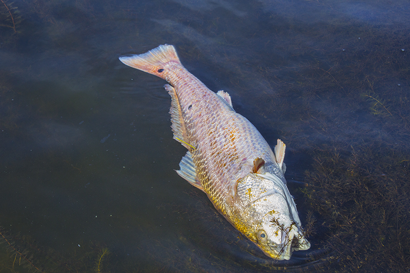 dead redfish floating in pond