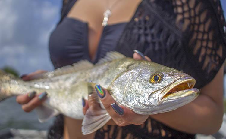 Understanding Speckled Trout Behavior