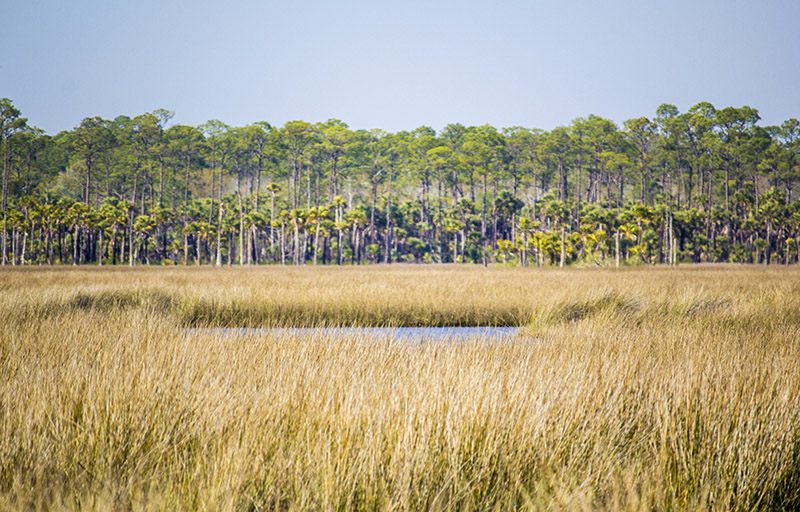 Florida St Marks River