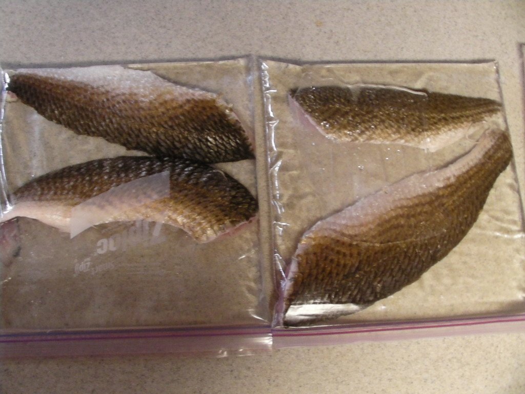 How I Like to Freeze My Fish Fillets Louisiana Fishing Blog