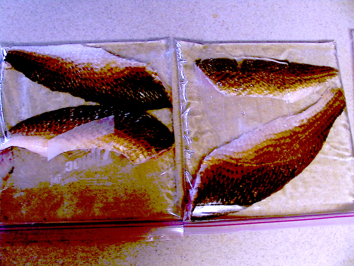 How I Like to Freeze My Fish Fillets Louisiana Fishing Blog