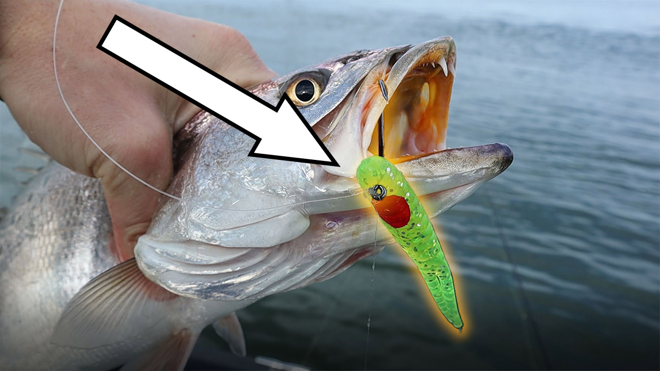 The Best Rig For Deep Speckled Trout: The Heavy Drop Shot