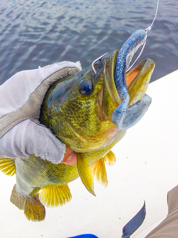 fishing hook goes all the way through the fishs mouth