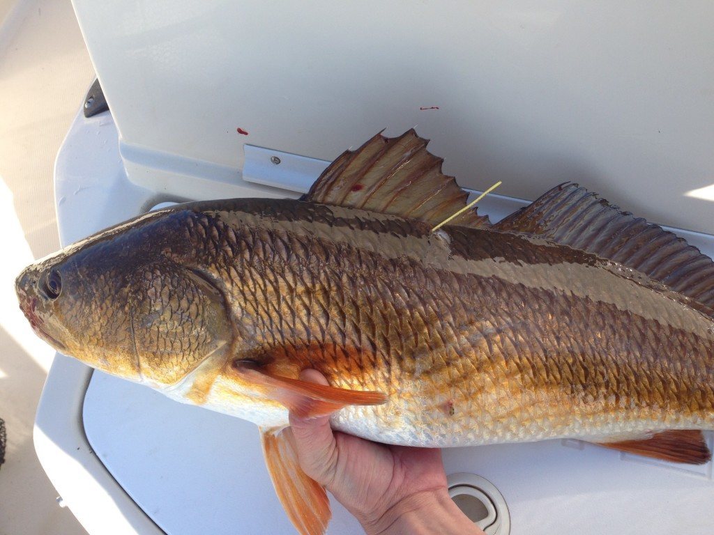 If Redfish Could Talk