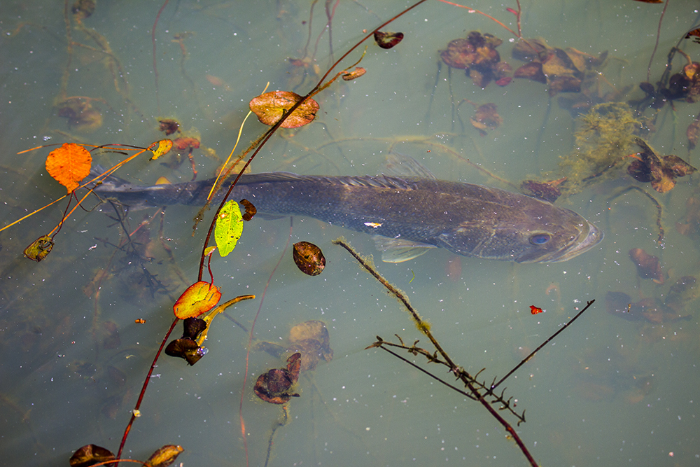 Largemouth Bass Underwater Largemouth Bass underwater polarized zeiss lenses breakline