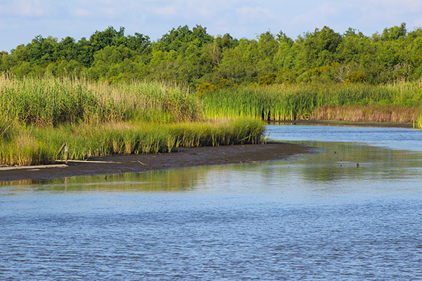 Low Water in the Marsh