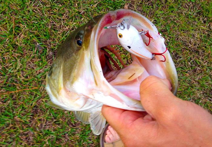 Mann's Baby Crankbait 1 Minus largemouth bass