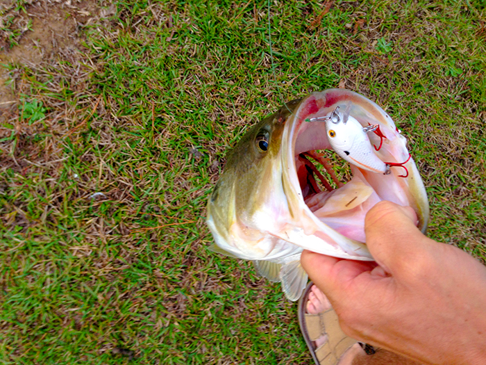 Manns Baby 1 Minus Mann's Crankbait Baby 1 Minus