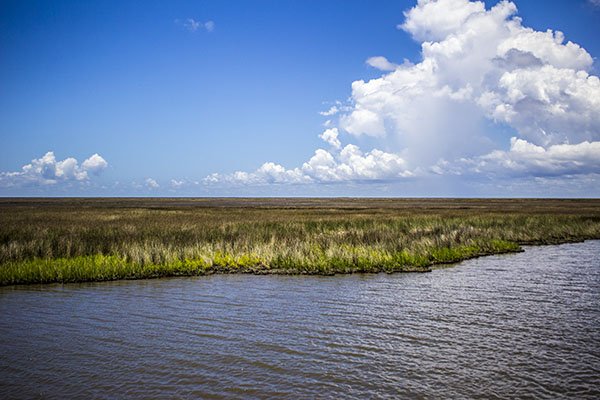 nowhere to hide during windy days in the marsh