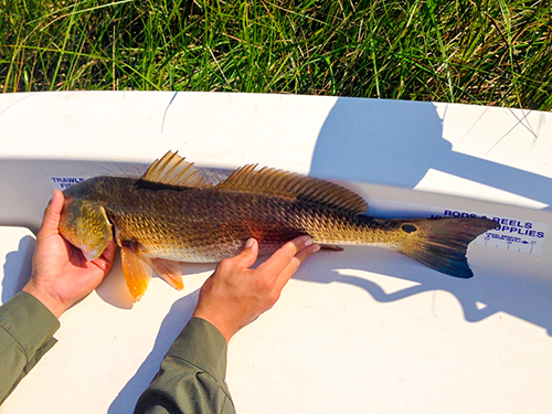 measuring redfish