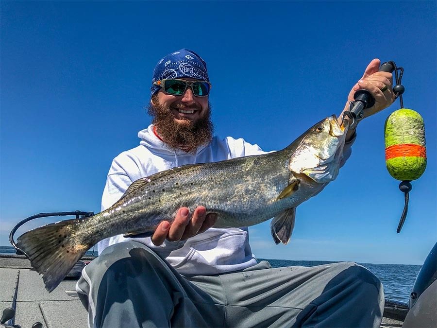 Big Speckled Trout