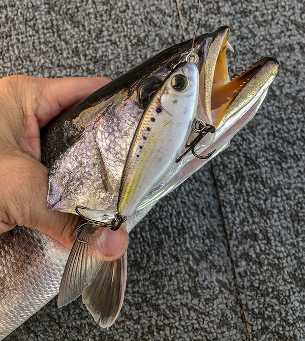 Mirrodine CS27MR-SHAD