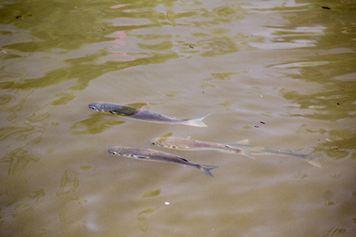 mullet baitfish swimming schooling