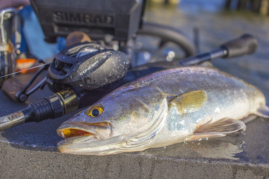 casting tackle for jigging speckled trout