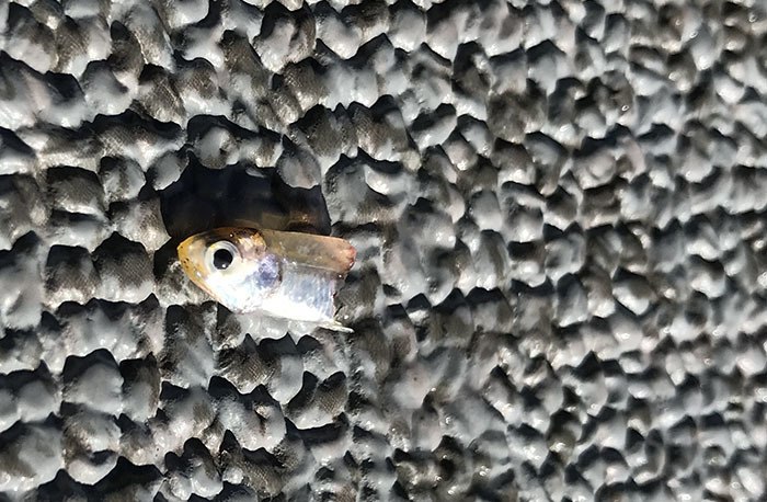 Identifying this Mystery Bait Fish - Louisiana Fishing Blog