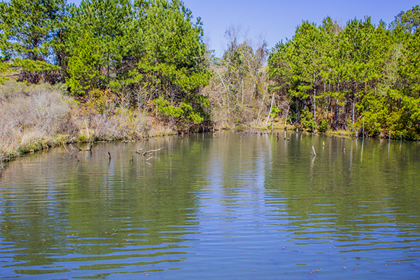 How To Select The Best Baitcaster For Speckled Trout And Redfish