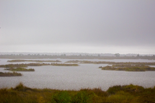 Raining in the Marsh